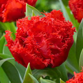 Anfield Tulip
