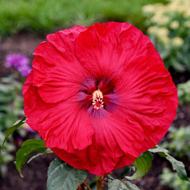 Valentine's Crush Hibiscus