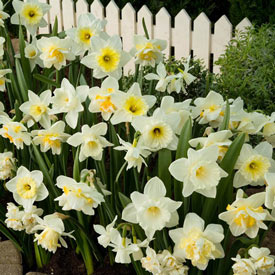 White Daffodil Mixture