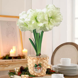 Alfresco Amaryllis Single