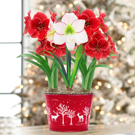 Wonderland Amaryllis Trio in Forest Flurry Pot