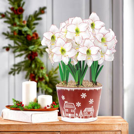 Picotee Amaryllis in Candy Stripe Pot
