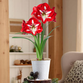 Stargazer Amaryllis Single