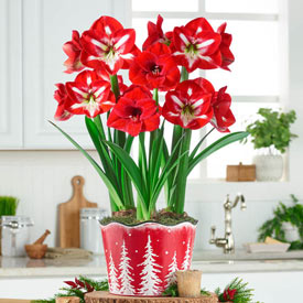 Red and White Delight Amaryllis trio