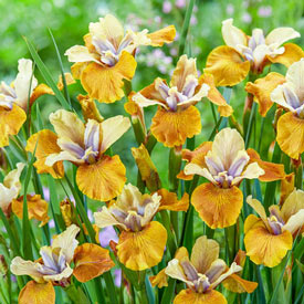 Colonel Mustard Siberian Iris