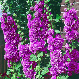 Chater's Violet Double Hollyhock