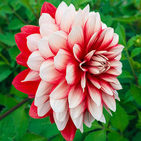 Larry's Love Dahlia