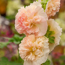 Chater's Double Chamois Hollyhock