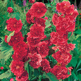 Chater's Double Red Hollyhock