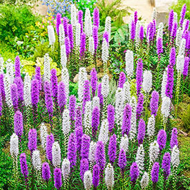 Liatris Mixture