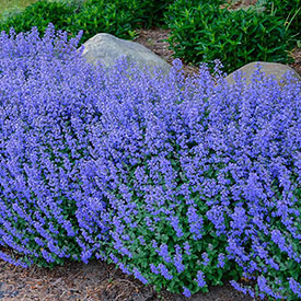Purrsian Blue Catmint