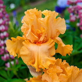 Orange King Bearded Iris