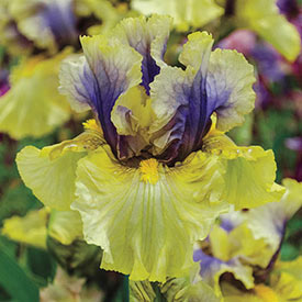 Secret Rites Bearded Iris