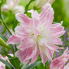 Lotus Elegance Lily