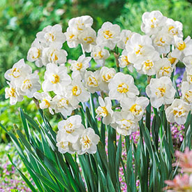 Fragrant Gardenia Daffodil