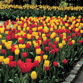 Long-Stemmed Perennial Tulip Duet Super Sak®