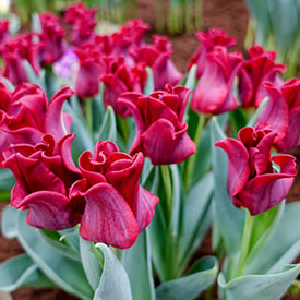 Red Dress Tulip