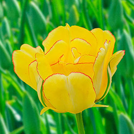 Akebono Tulip