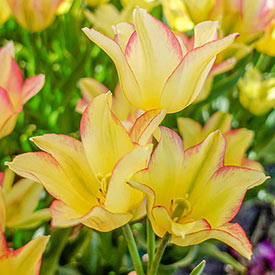Radiant Rim Bouquet Tulip