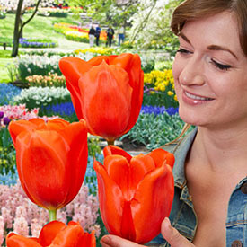 Giant Orange Sunrise Tulip
