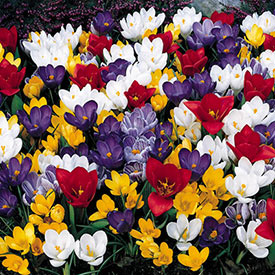  Early Spring Carpet of Colour Mixture