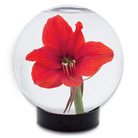 Flower Aquarium 
