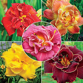 Double Daylily Collection