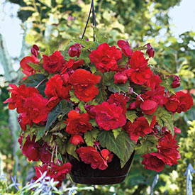 WOW!® Hanging Begonia