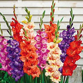 Glamini®  Gladiolus Mixture