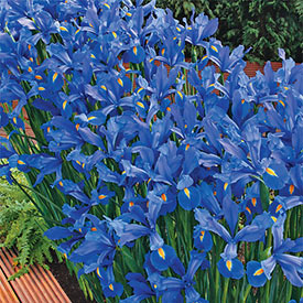Discovery Dutch Iris