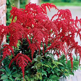 Red Charm Tall Japanese Astilbe