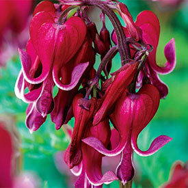 Red Fountain Reblooming Dicentra