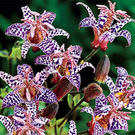 Purple Beauty Toad Lily