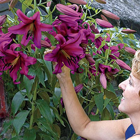 Purple Prince Lily Tree®