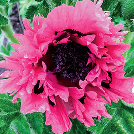 Pink Sensation Oriental Poppy