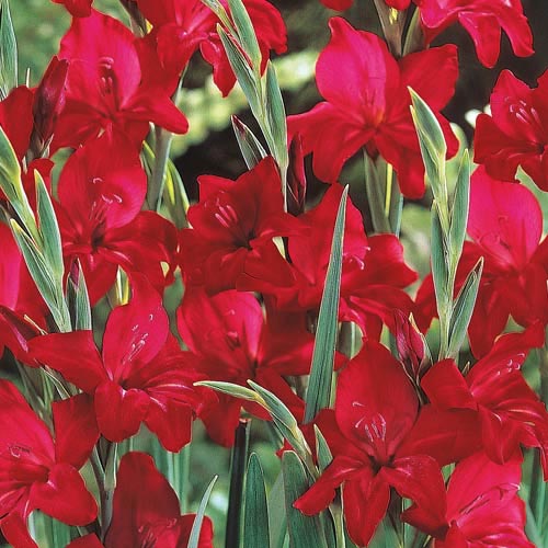 Hardy Gladiolus Robinetta