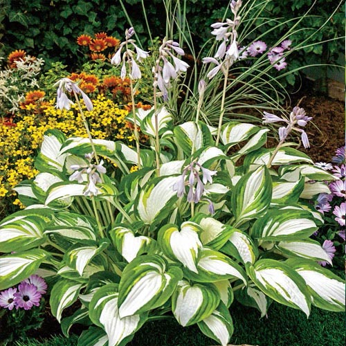 Hosta Enterprise | BrecksBulbs.ca