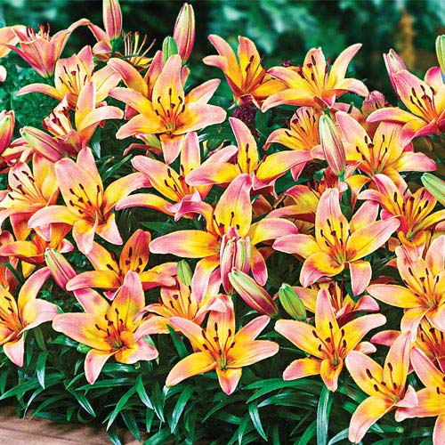 Carpet Border Lily Ladylike BrecksBulbs.ca
