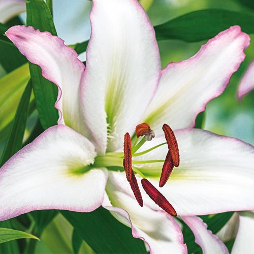 Brasillia Oriental Lily