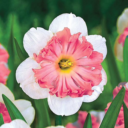 Not Your Every Day Pink Daffodil Collection of 20 bulbs Brecks