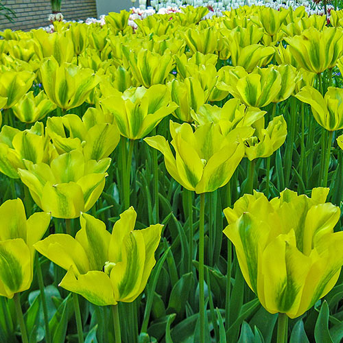 Formosa Tulip | Premium Dutch Flower Bulbs