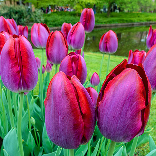 Pittsburg Tulip
