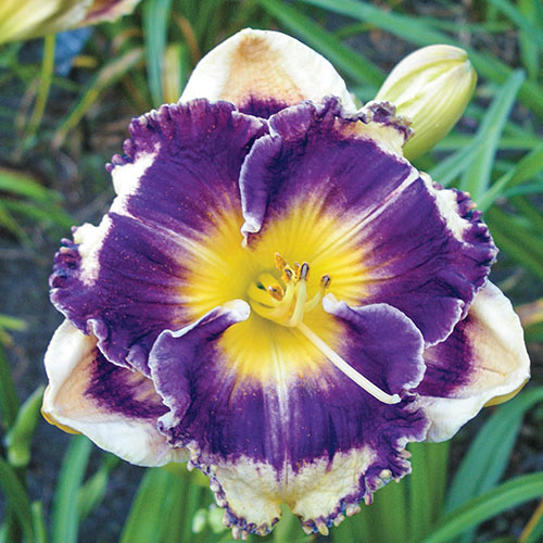 Answering Angels Reblooming Daylily