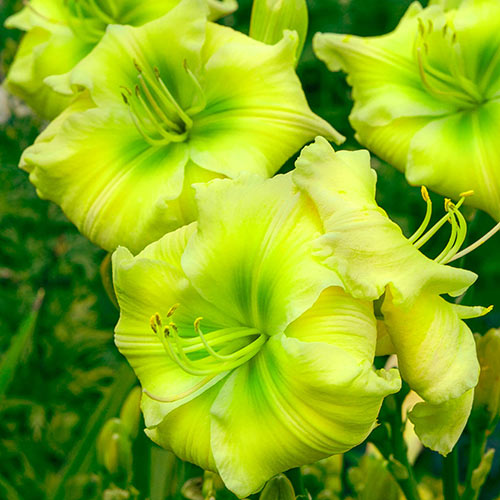 Tequila and Lime Reblooming Daylily