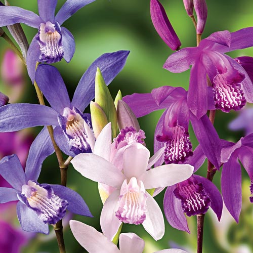 Chinese Ground Orchid Mixture