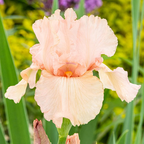 Pink Attraction Reblooming Tall Bearded Iris
