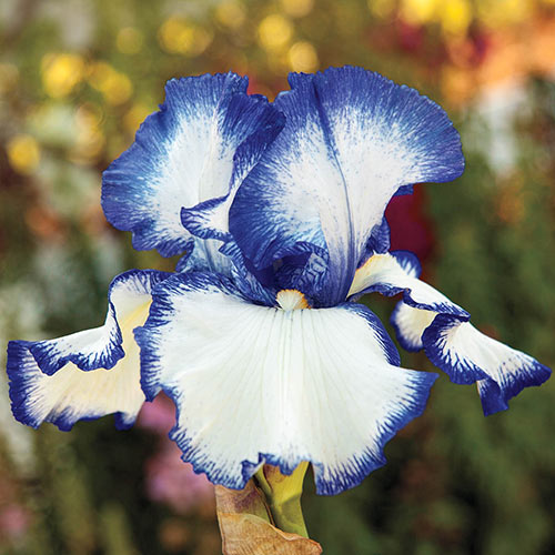 Presbys Crown Jewel Reblooming Bearded Iris