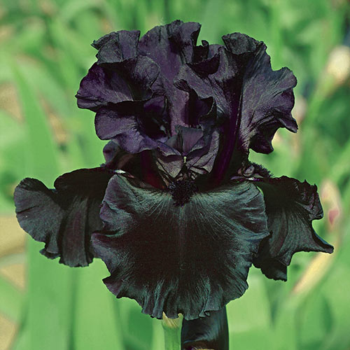 Black is Black Bearded Iris