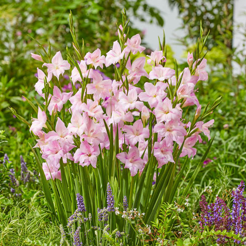 Charming Lady Hardy Gladiolus