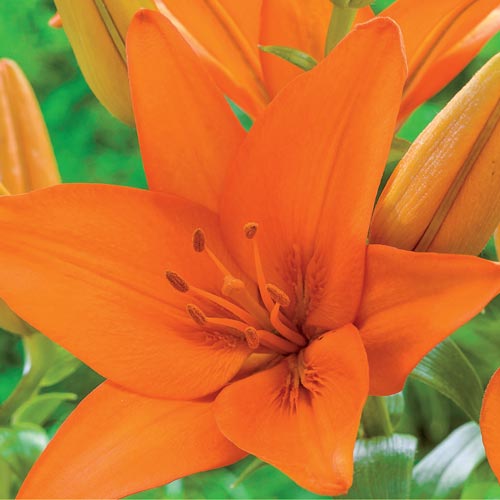 Orange Ton Asiatic Lily